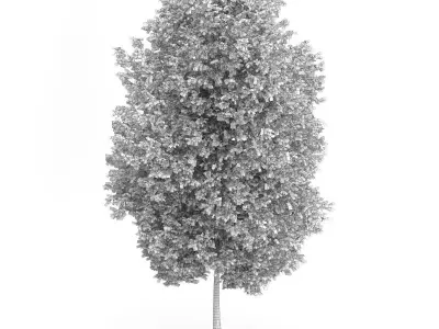 Maidenhair Tree Ginkgo biloba 3D model