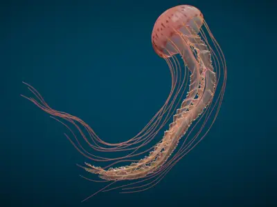  Jellyfish Long Pro Rigged 