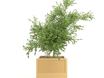 Icaria plant in wooden box 3D model