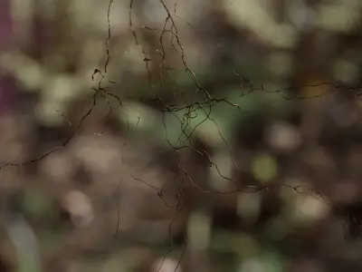 Ground Plants 21 Assets Low-poly 3D model