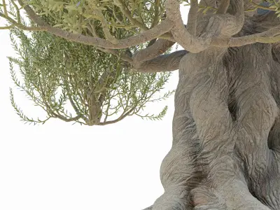 Old olive tree 3D model