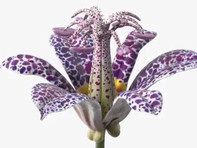  Floral Plants Collection 3 