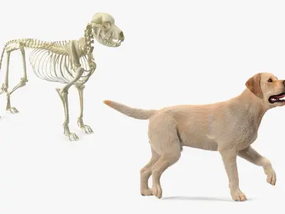  Dog with Skeletal Anatomy Collection 