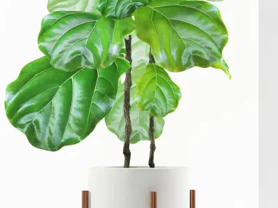 ficus plants 113 3D model