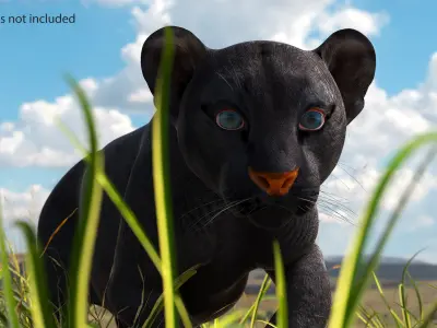  Black Panther Cub Rigged for Cinema 4D 