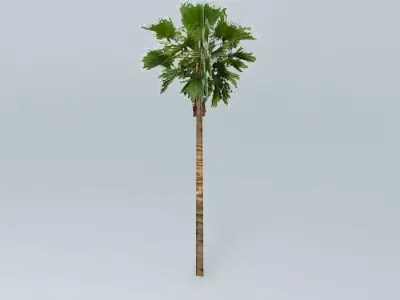 Californian Palm Tree Free 3D model