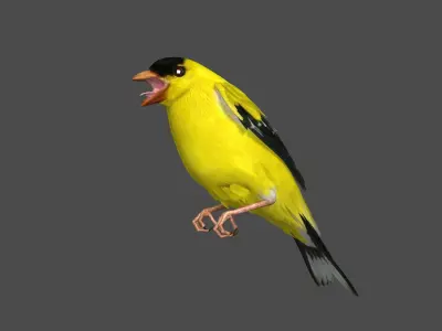  American Goldfinch (Animated) 