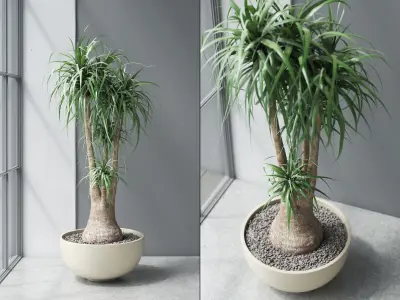 Beaucarnea   Elephants Foot in Oval Low Planter 3D model