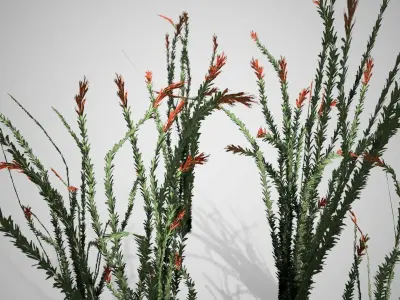 Ocotillo grass Low-poly 3D model