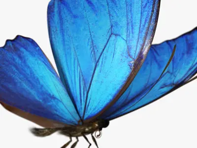  Blue Morpho Butterfly 