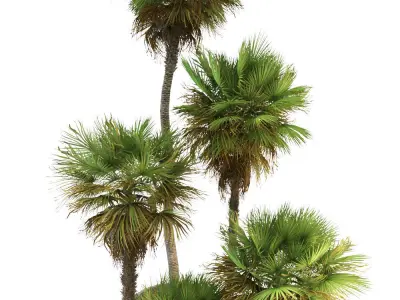 Palm trees 01 3D model