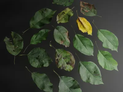 Garden trees leaves atlases Texture