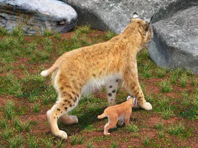  Lynx Mother and Cub Walking Fur 
