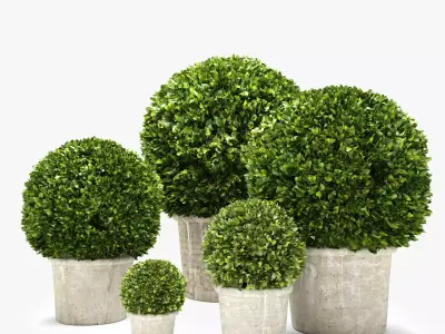 Boxwood Trees 3D model