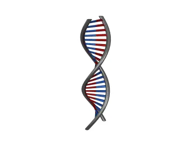 DNA Molecule v1 008 Low-poly 3D model