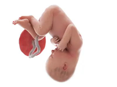  Fetus Week 37 Animated 