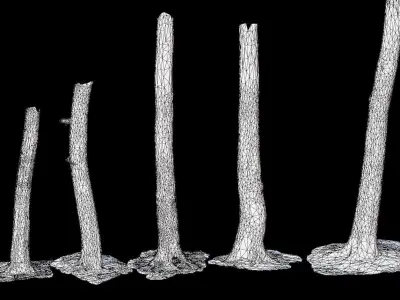 PBR 8x Beech Tree Trunk Real Scan Roots Collection Low-poly 3D model