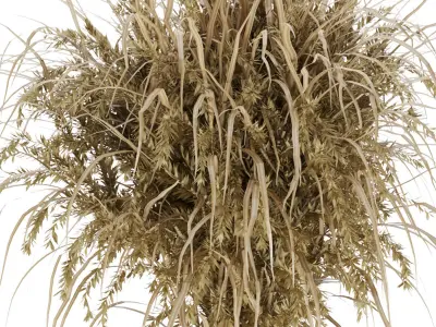 Collection plant vol 174 Free 3D model