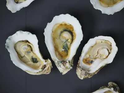 Half Shell Oysters 6 Models