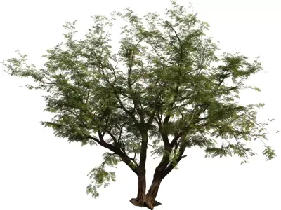 Realistic Multi Stem Tree Model Low-poly 3D model