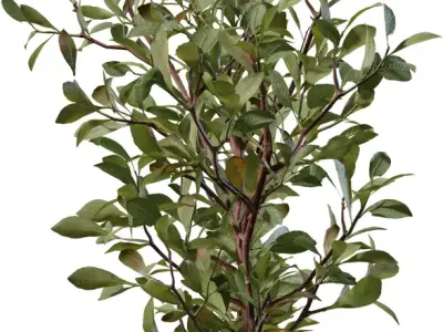 Photorealistic Shrub Branch Pack Low-poly 3D model