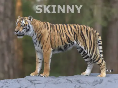  Tiger ANIMATED 