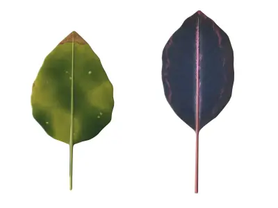 Leaves Low-poly 3D model