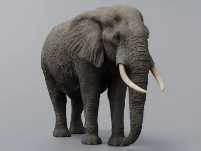  Elephant African Rigged 
