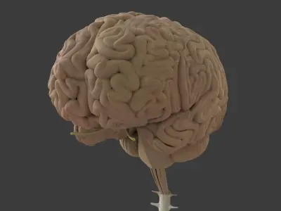 Central Nervous System with Skeleton Female 3D model