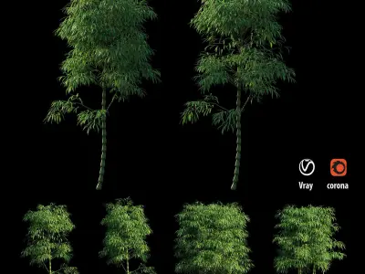 Bambusa ventricosa 02 3D model