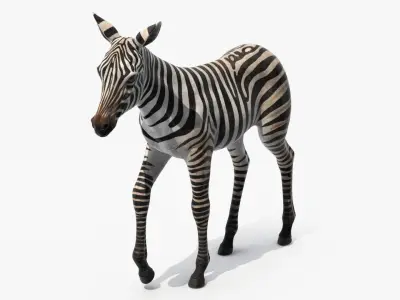  Zebra Adult Foal Walking 