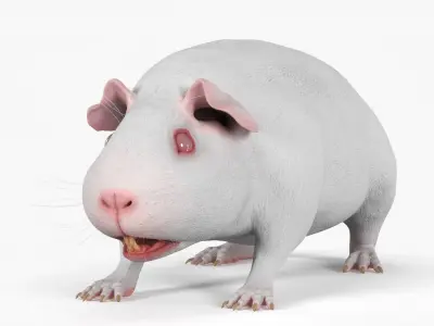  Albino Guinea Pig Red Eyes and Short Hair White Rigged 