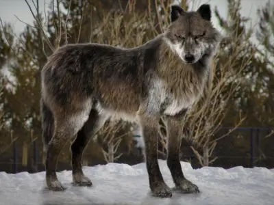  Wolf Fur Animated Rigged 3D 