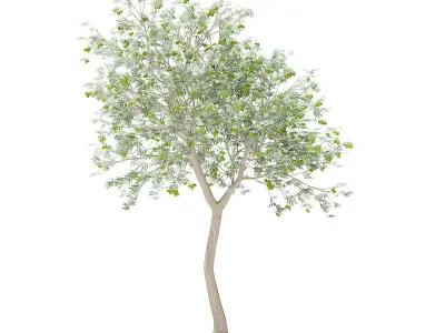 Olive Tree with Fruits 3D model