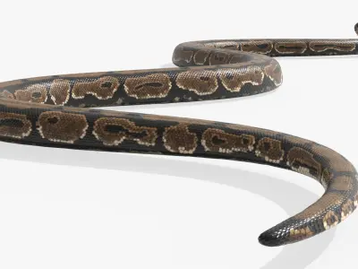  Python Snake Rigged For Blender Animated Set 