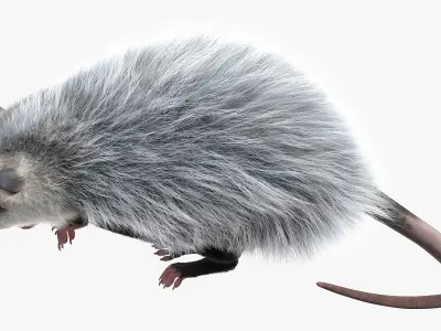  Opossum Dead Pose Fur for Maya 