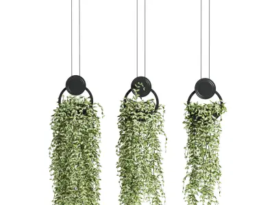 7 Ivy plant 3D models 3D Model Pack