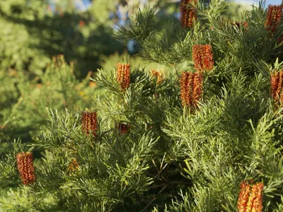  Australian Plant Collection Include GrowFX and Mesh file 