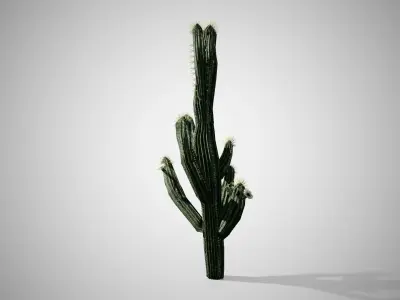 Saguaro Cactus Tree Low-poly 3D model