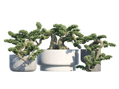 Bonsai three plants in pots 3D model