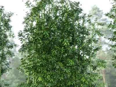  outdoor plant pot bamboo tree fern stone old vase bax 3D model