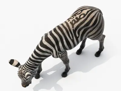  Plains Zebra Foal Eating 