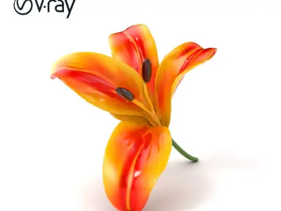 Asiatic Lily Flower Realistic Design model pack Low-poly 3D model