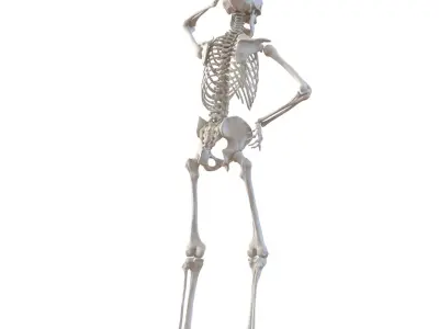  Human Male Skeleton Rigged for Cinema 4D 