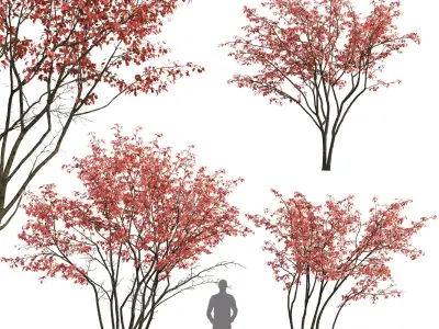 Amelanchier 07 autumn 3D model