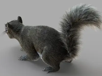  Squirrel (2) (RIG) (FUR) 