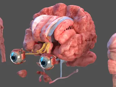  Human Head Full Anatomy 
