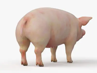  Full Male Pig Anatomy Static 