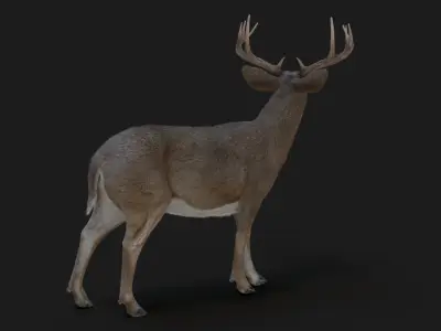  Deer (2) (Animated) (Fur) 