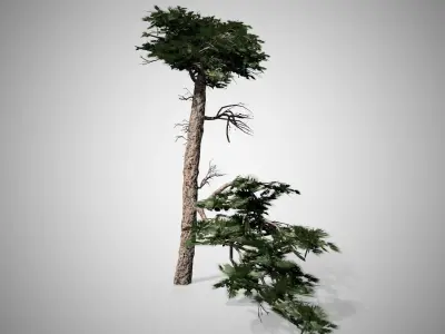 Huangshan Pine Tree Low-poly 3D model